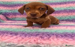 Miniature Dachshund dogs for sale: Miniature Dachshund Boys and Girls From £700 - Image 17