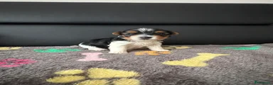 Biewer Terrier Puppy 1