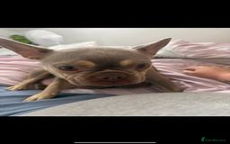 French Bulldog dogs for sale: Last frenchie puppy  - Image 4