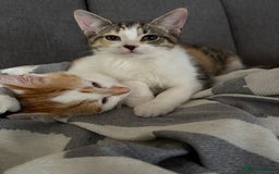 British Shorthair cats for sale: 2 British shorthair/calico cats for sale  - Image 2