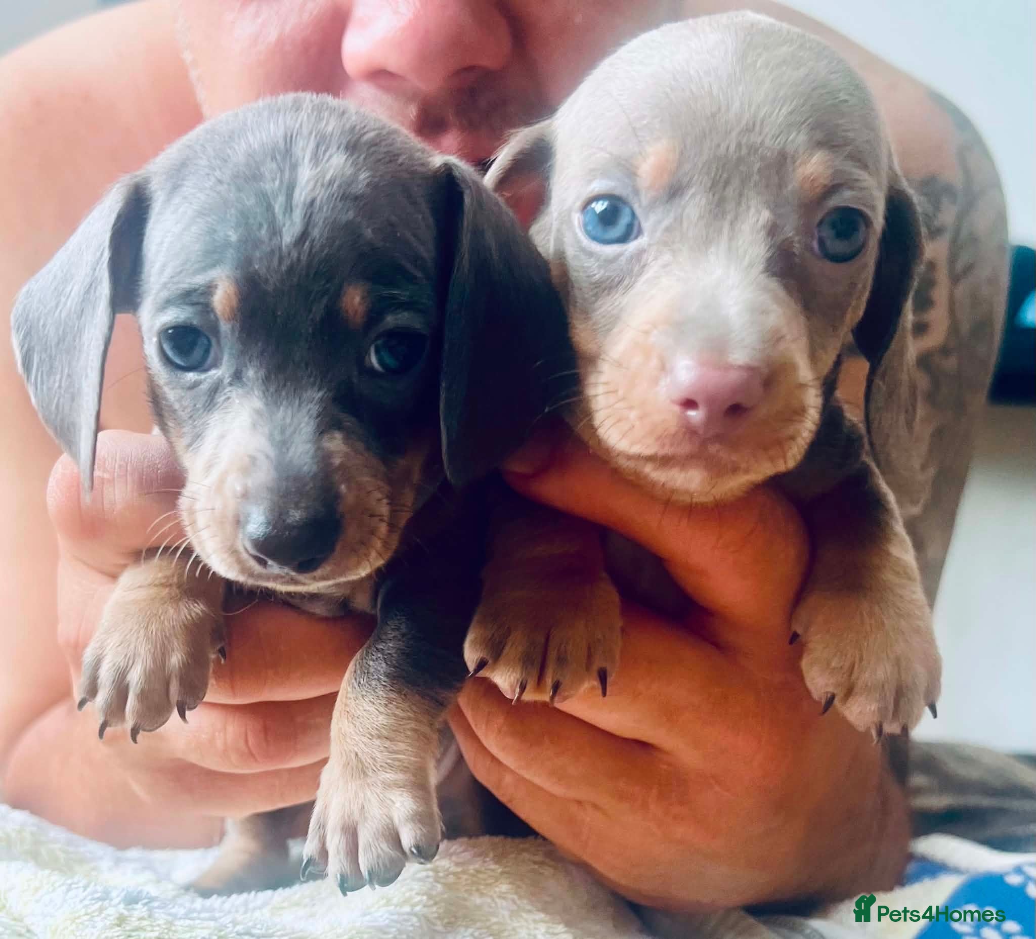 Dachshund dogs Puppy  - Advert 2