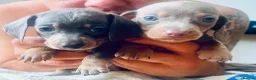 Dachshund dogs for sale: Puppy  - Advert 5