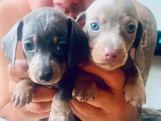 Dachshund dogs Puppy - Advert 2
