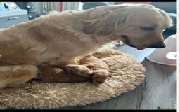 Goldendoodle dogs for sale: Goldendoodle Puppy 1 - F1 Minature Goldendoodle puppies  - Image 14