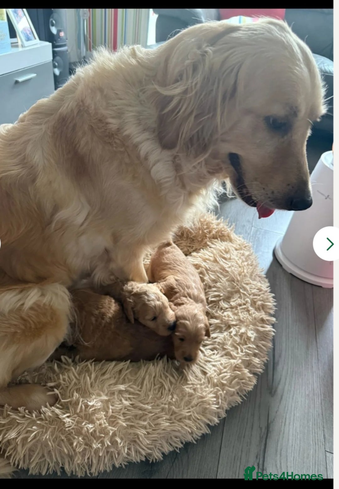 Goldendoodle dogs for sale: Goldendoodle Puppy 1 - F1 Minature Goldendoodle puppies  - Image 14
