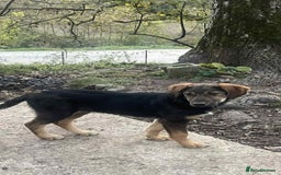 Mixed Breed dogs for adoption: Meet Ruby and Rosie !  - Advert 7