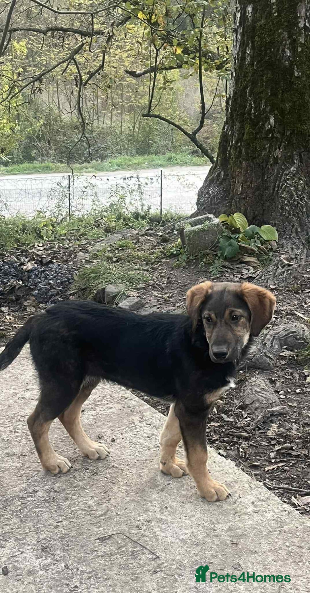 Mixed Breed dogs for adoption: Meet Ruby and Rosie !  - Advert 7