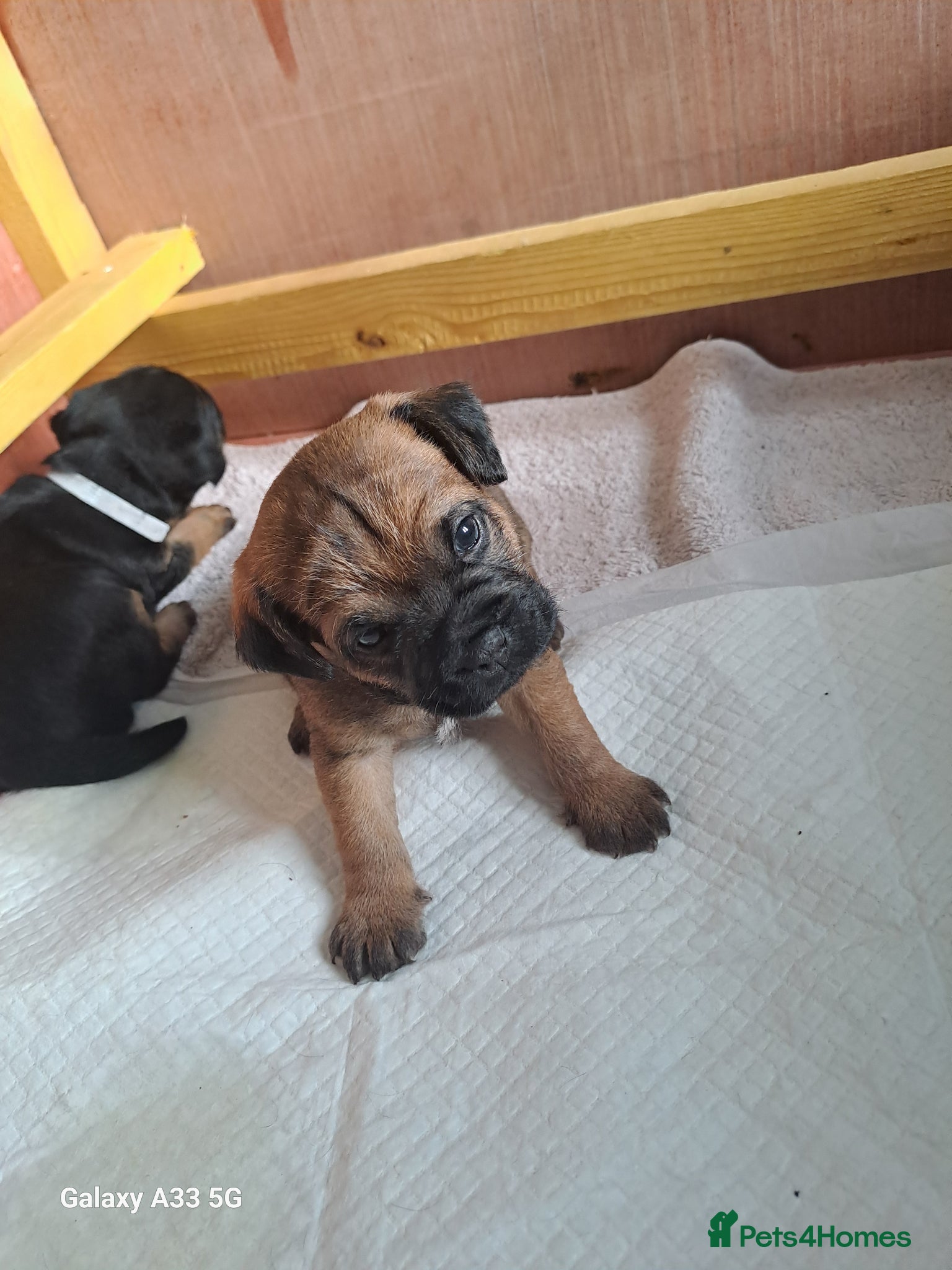 Border Terrier dogs for sale: BORDER TERRIER PUPPIES  - Advert 7