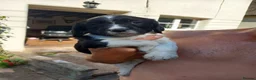 English Springer Spaniel dogs for sale: Traditional working English Springer spaniel  - Advert 7