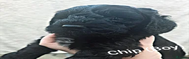 Cockapoo 4
