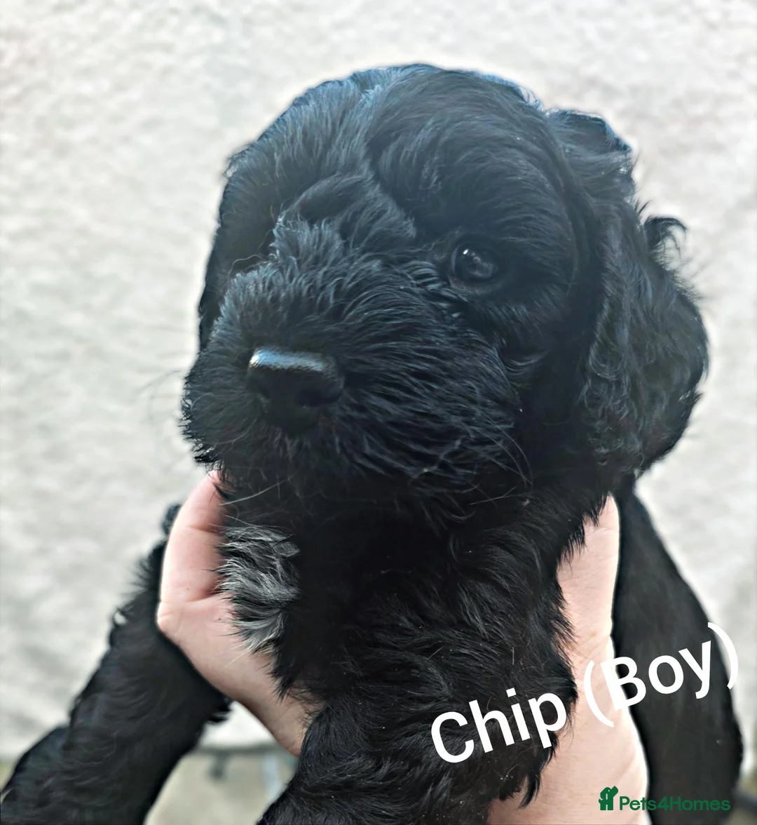 Cockapoo dogs for sale: 2 BOYS LEFT F1 Cockapoo Puppies in Redcar - Advert 2