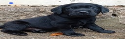 Labrador Retriever dogs for sale: Beautiful KC registered black Labrador puppies - Advert 14