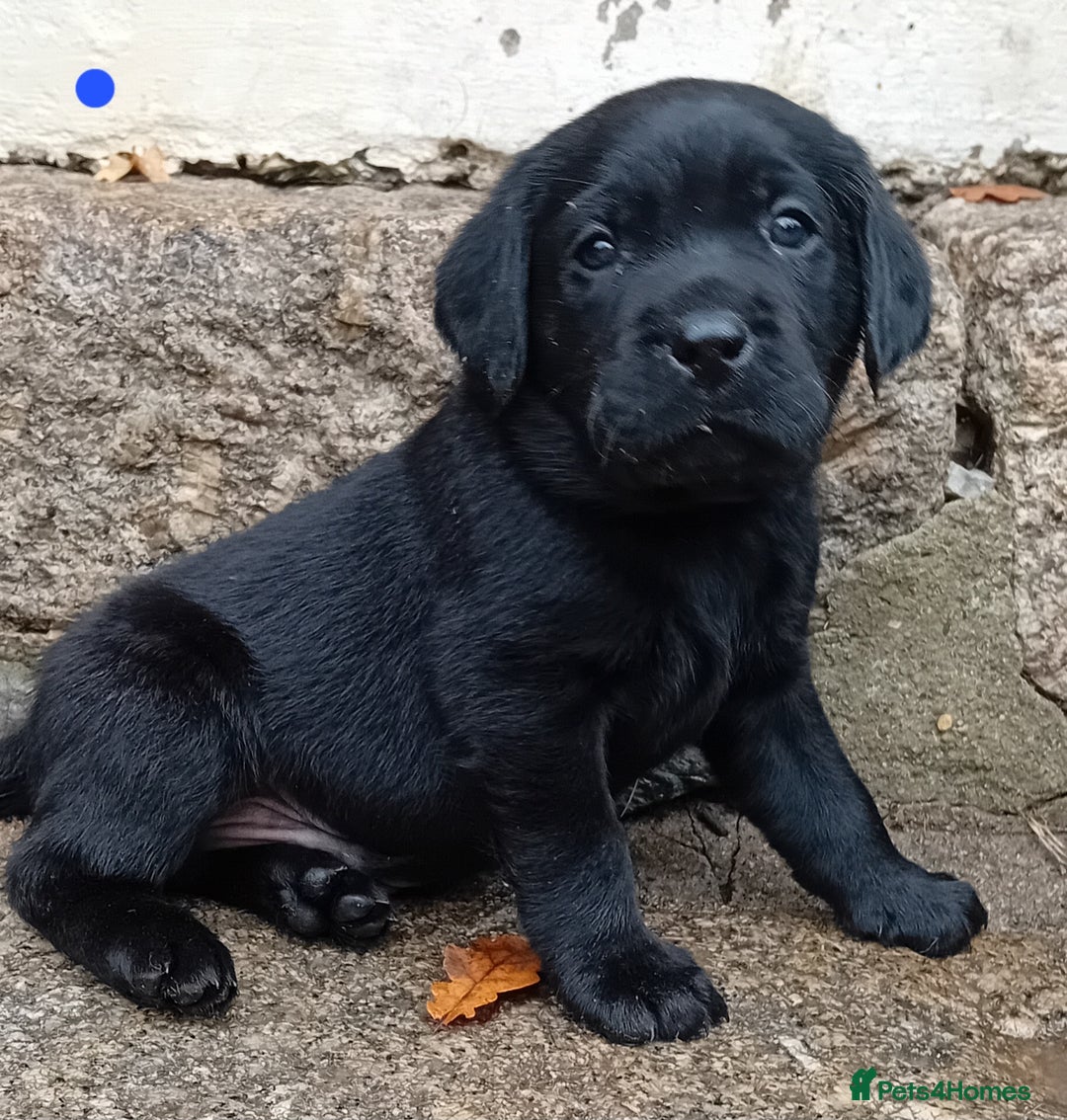 Labrador Retriever dogs for sale: Beautiful KC registered black Labrador puppies - Advert 14