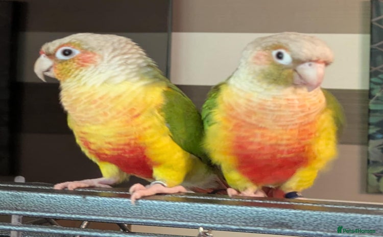 Conures birds - Advert 3