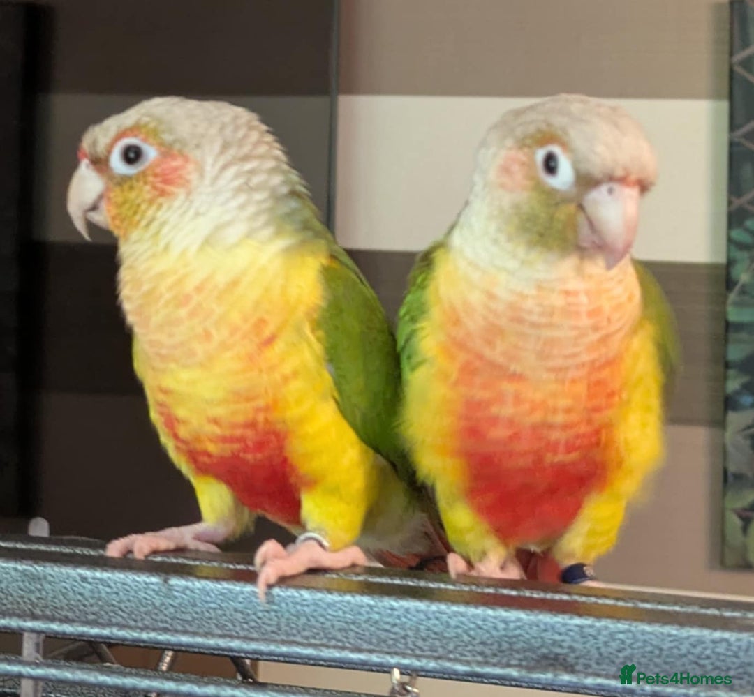 Conures birds for sale: Pineapple conures looking for new home.  - Image 1