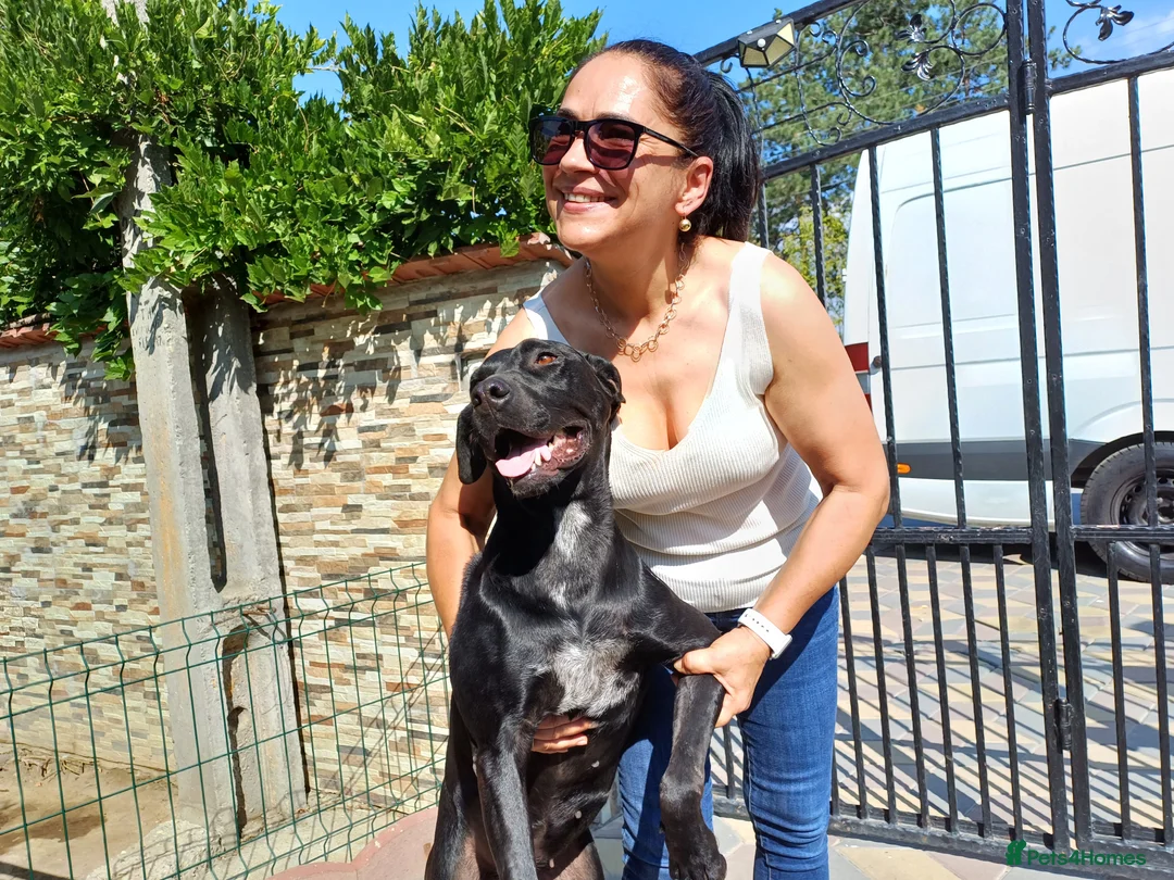 Mixed Breed dogs for adoption: Beautiful and Gentle JULIETTE - for a Loving Home in Nottingham - Advert 26