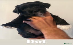Tibetan Terrier dogs for sale: Tibetan Terrier puppies for sale  - Image 10
