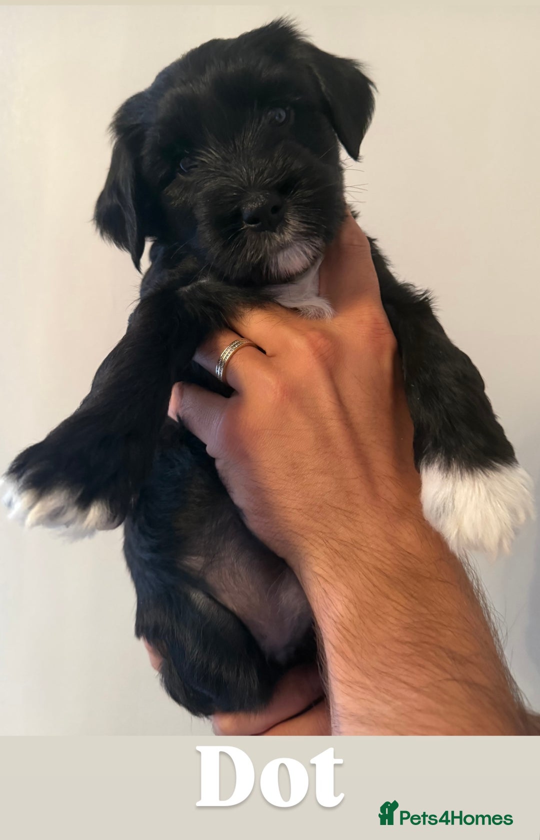 Tibetan Terrier dogs for sale: Tibetan Terrier puppies for sale  - Image 10