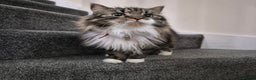 Mixed Breed cats for sale: Friendly Mixed-Breed Male Cat - Advert 9