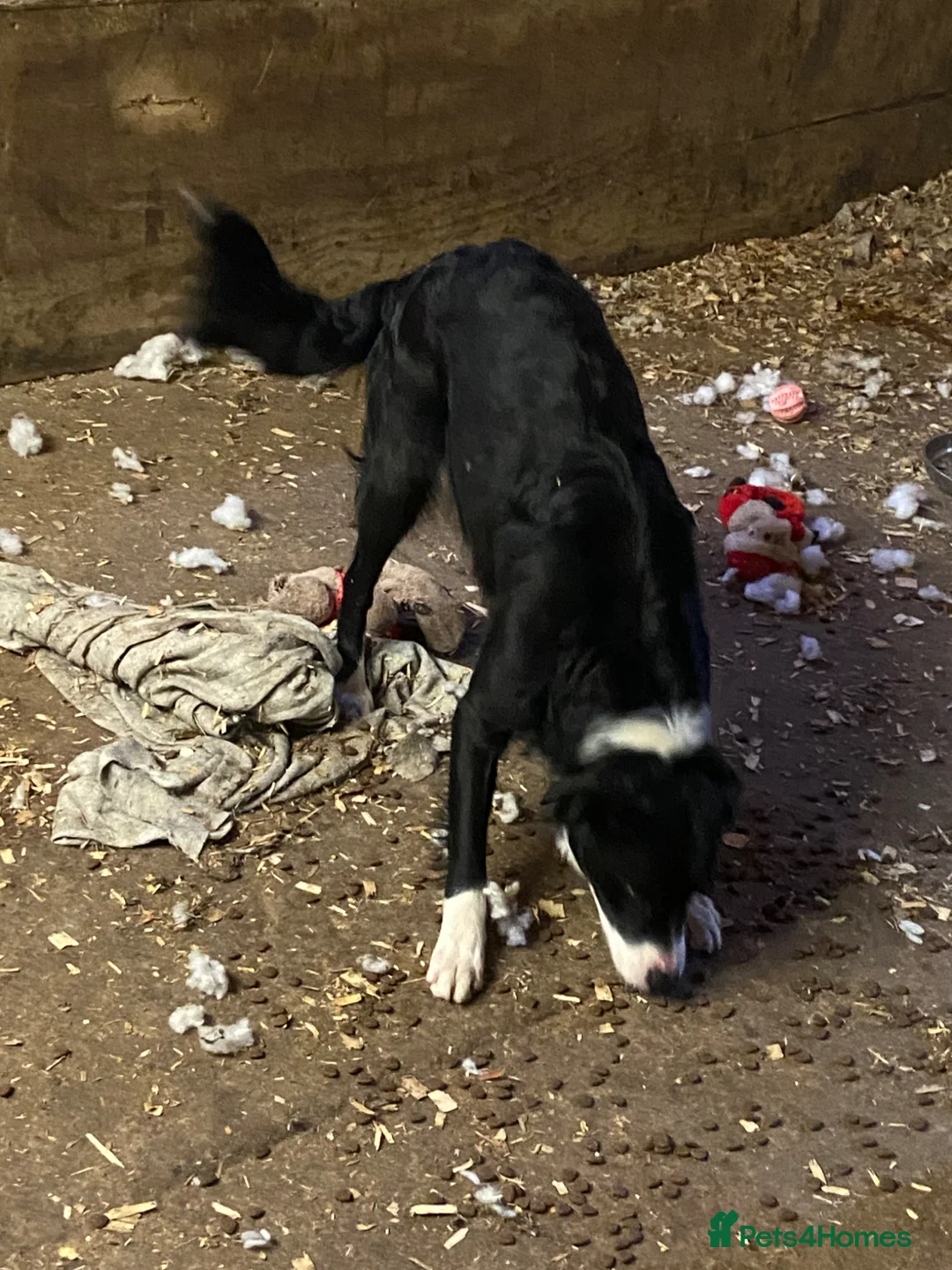 Mixed Breed dogs for sale: Collie X Dogs - Advert 9