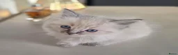 Ragdoll cats for sale: ragdoll kittens  - Advert 20