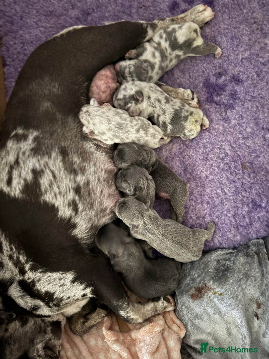 French Bulldog dogs for sale: French bulldog ready before  **   ** 🥰 - Advert 4