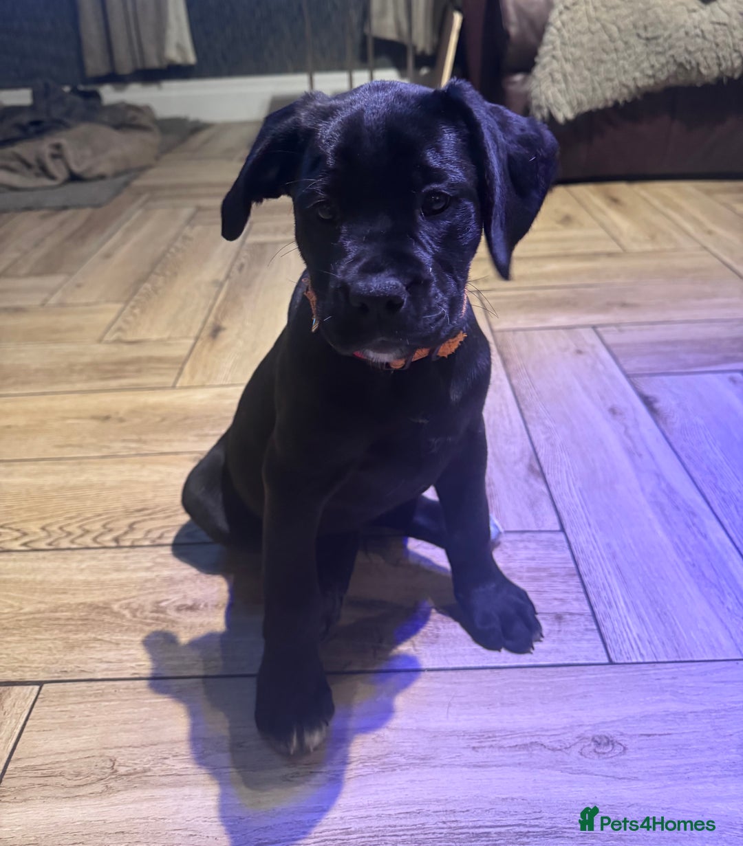 Mixed Breed dogs for sale: Boxador puppies for sale  - Image 7