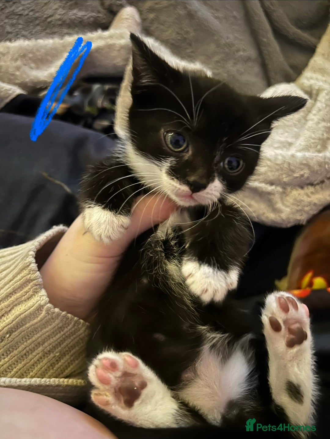 Mixed Breed cats for sale: Tuxedo kittens for sale  - Advert 3