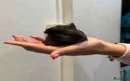 Guinea Pig rodents for sale: Baby guinea pigs for sale - Image 10