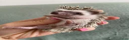 Pygmy Hedgehog rodents for sale: Ready now - Female Pygmy Hedgehog - Advert 14