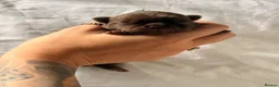 Chihuahua dogs for sale: Stunning litter of chihuahua puppies kc reg  - Advert 13