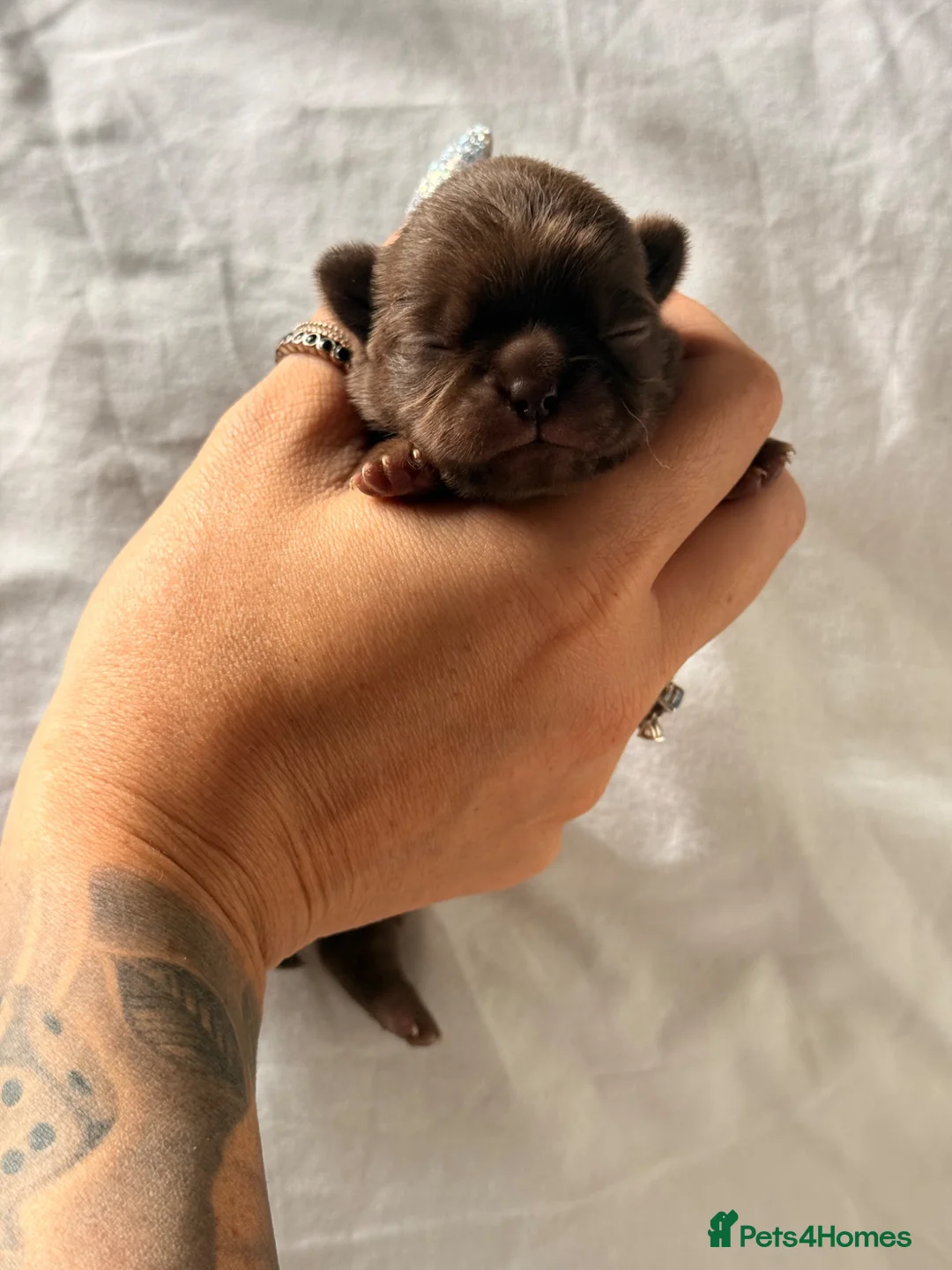 Chihuahua dogs for sale: Stunning litter of chihuahua puppies kc reg  - Advert 13