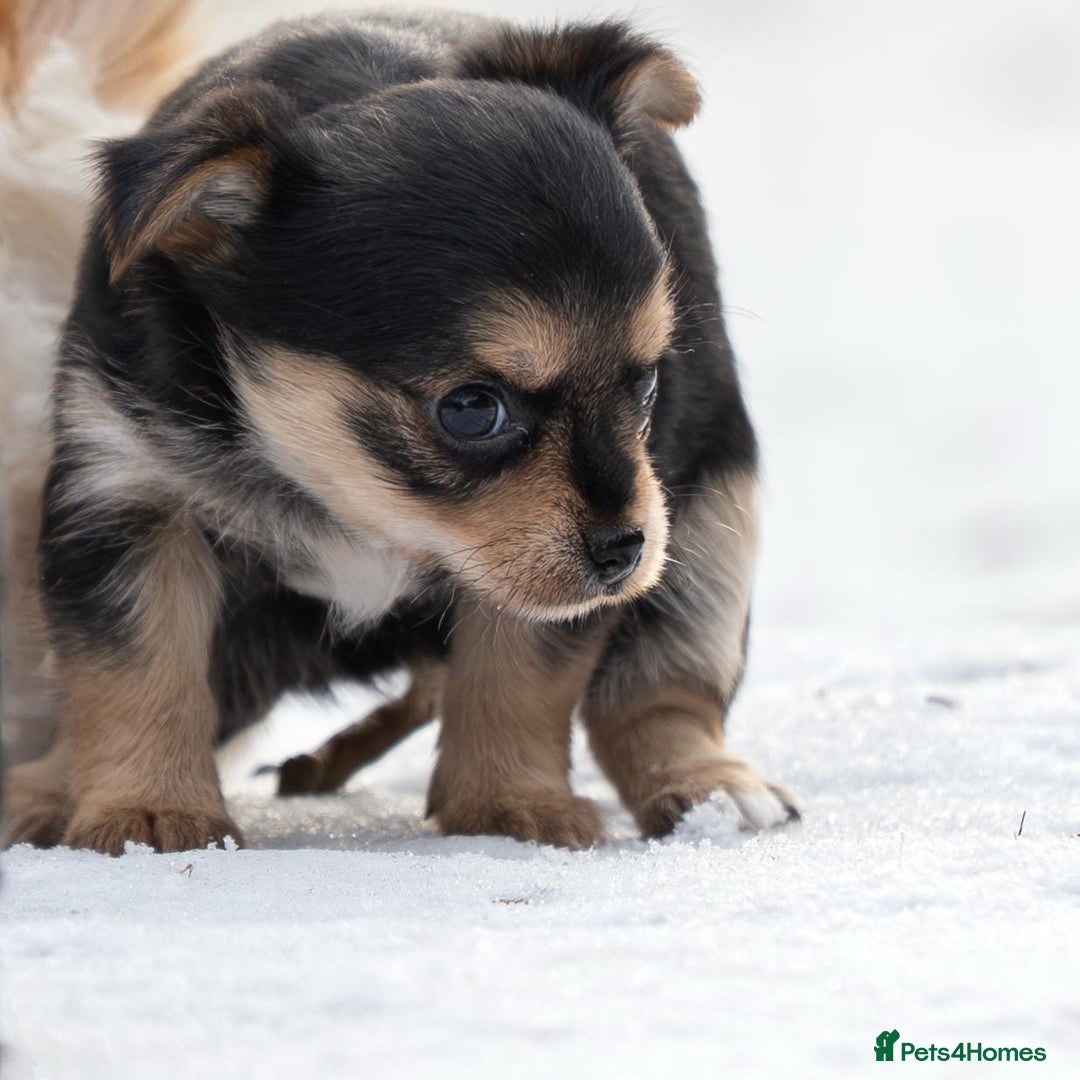 Chorkie dogs for sale: Beautiful tiny chorkie girl short hair smooth coat - Advert 3