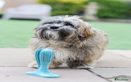 Mixed Breed dogs for adoption: Gilbert the hypoallergenic dog - Image 18