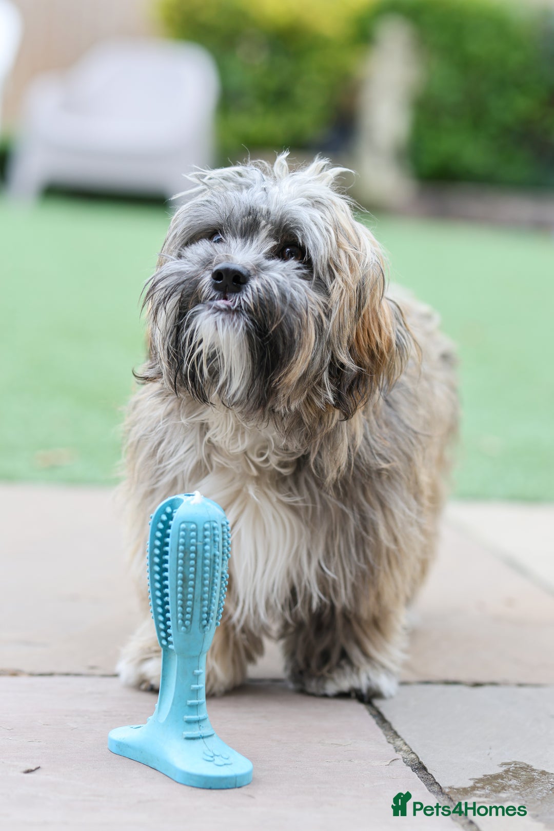 Mixed Breed dogs for adoption: Gilbert the hypoallergenic dog - Image 18