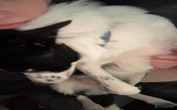 Border Collie dogs for sale: Cooper and Juno - Image 18