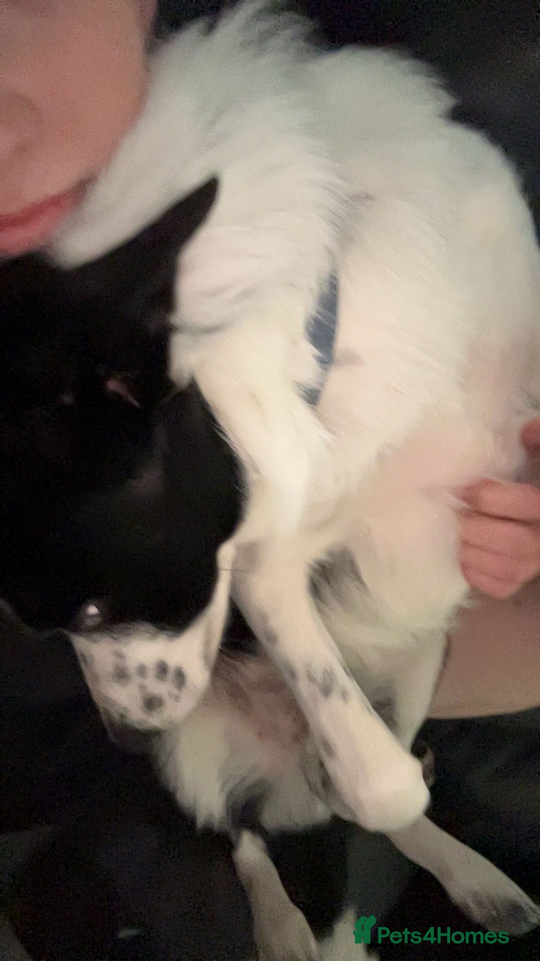 Border Collie dogs for sale: Cooper and Juno - Image 18