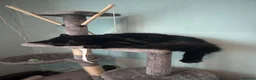 Bombay cats for sale: Black cat - Advert 8