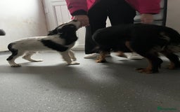 Cavalier King Charles Spaniel dogs for sale: 1 Tri Chocolate Carrier Health Tested Parents - Image 3