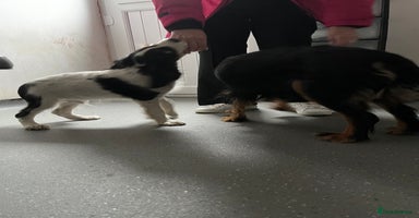 Cavalier King Charles Spaniel dogs - Advert 7