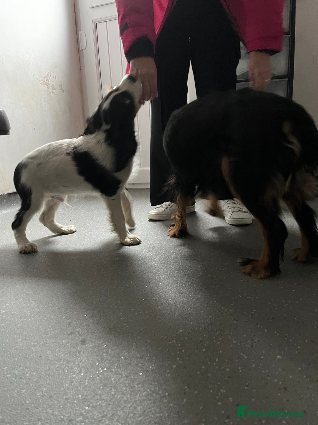 Cavalier King Charles Spaniel dogs for sale: 1 Tri Chocolate Carrier Health Tested Parents - Image 3