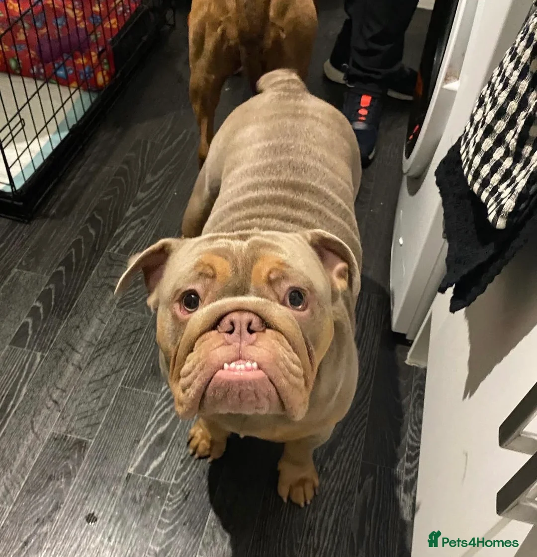 English Bulldog dogs for stud: English Bulldog (Stud) - Advert 10