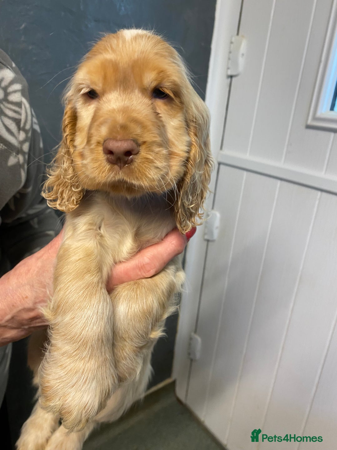Cocker Spaniel dogs for sale: Cocker Spaniel Puppies For Sale - Advert 6