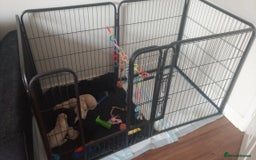 Labrador Retriever dogs for sale: Equal parts adventure and sofa buddies (Labradors) - Image 4