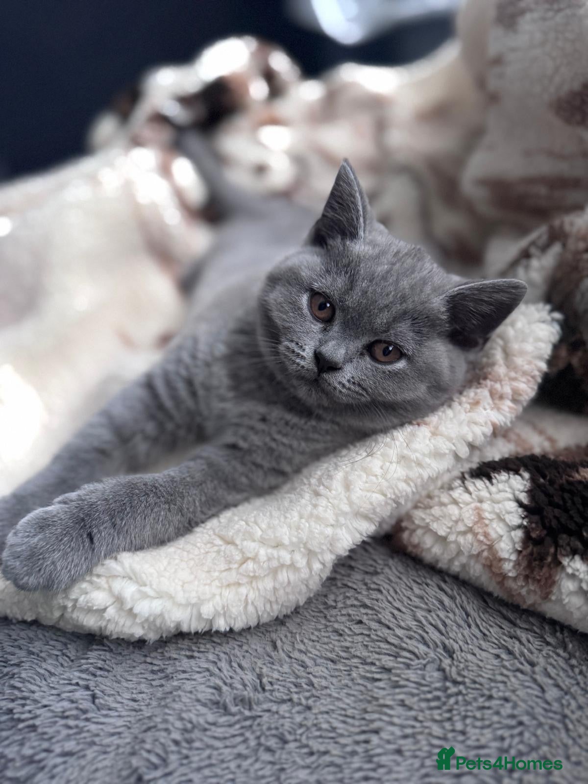 British Shorthair cats for sale: British shorthair kittens  - Advert 10
