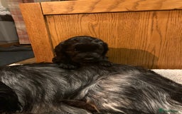 Cockapoo dogs for sale: Taking Genuine Enquired Phantom Female Cockapoo - Image 28