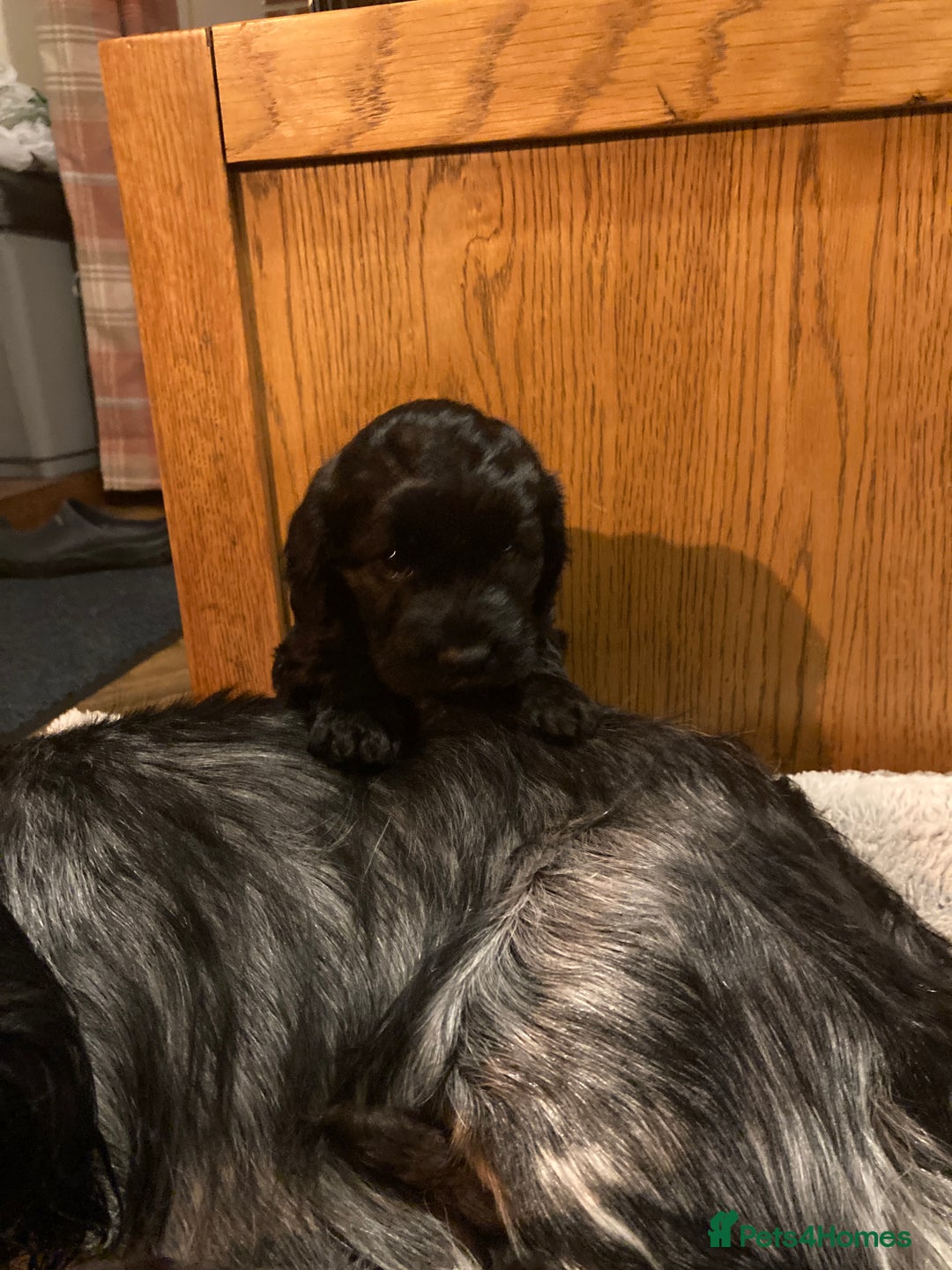 Cockapoo dogs for sale: Taking Genuine Enquired Phantom Female Cockapoo - Image 28