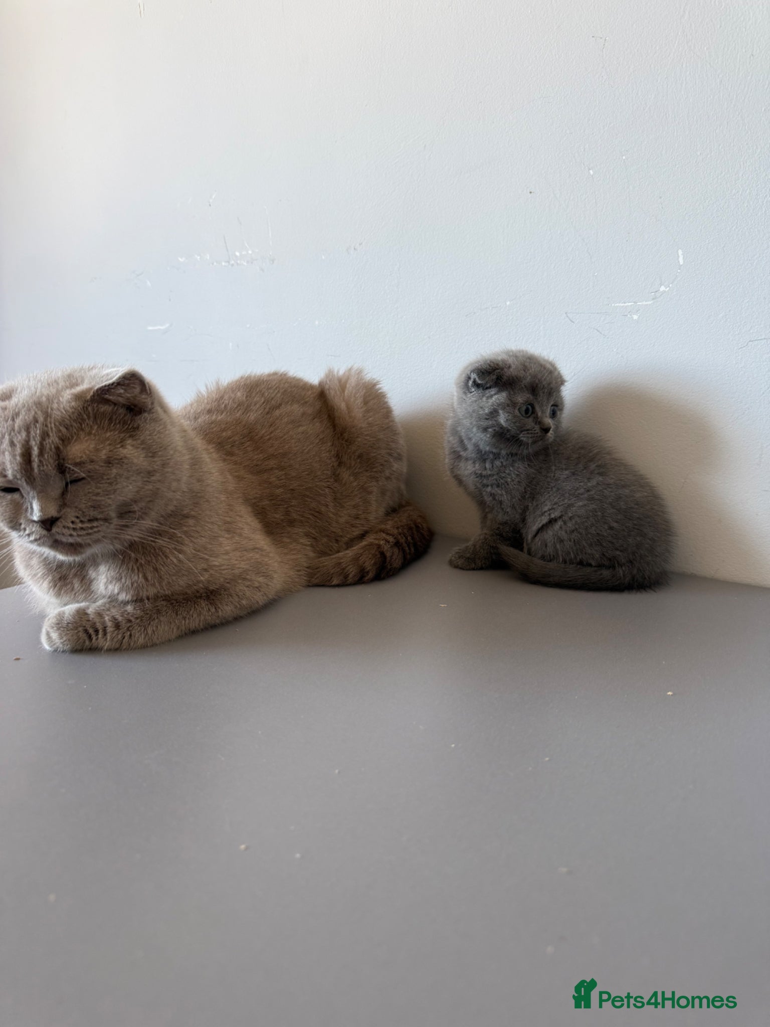 Scottish Fold cats LAST 2 stunning girls left🤩 - Advert 5