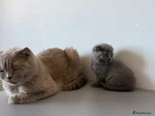 Scottish Fold cats LAST 2 stunning girls left🤩 - Advert 5