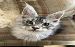 Maine Coon cats for sale: ⭐️Beautiful Maine Coon Kittens⭐️ - Image 24